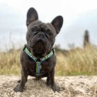 MAX & MOLLY H-ALAKÚ HÁM KUTYÁKNAK S BÁRÁNYOS