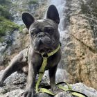 MAX & MOLLY MULTIFUNKC. PÓRÁZ KUTYA S KIVIS