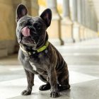 MAX & MOLLY SMART ID NYAKÖRV KUTYA M KIVIS