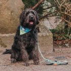 MAX & MOLLY 2in1 KENDŐ KUTYÁKNAK S BÁRÁNYOS