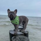 MAX & MOLLY 2in1 KENDŐ KUTYÁKNAK S BÁRÁNYOS