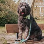 MAX & MOLLY 2in1 KENDŐ KUTYÁKNAK S BÁRÁNYOS