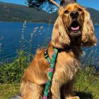 MAX & MOLLY RÖVID PÓRÁZ KUTYÁKNAK M TRÓPUSI