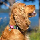 MAX & MOLLY SMART ID NYAKÖRV KUTYA S TRÓPUSI