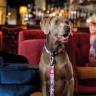 MAX & MOLLY MULTIFUNKC. PÓRÁZ KUTYA M CSERESZNYEVIRÁG