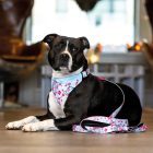 MAX & MOLLY MULTIFUNKC. PÓRÁZ KUTYA L CSERESZNYEVIRÁG