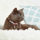 MAX & MOLLY SMART ID NYAKÖRV CICA CSERESZNYEVIRÁG