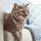 MAX & MOLLY SMART ID NYAKÖRV CICA CSERESZNYEVIRÁG