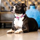 MAX & MOLLY SMART ID NYAKÖRV KUTYA M CSERESZNYEVIRÁG