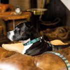 MAX & MOLLY RÖVID PÓRÁZ KUTYÁKNAK L KÁVÉS