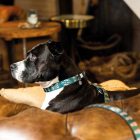 MAX & MOLLY H-ALAKÚ HÁM KUTYÁKNAK S KÁVÉS