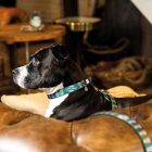 MAX & MOLLY H-ALAKÚ HÁM KUTYÁKNAK L KÁVÉS