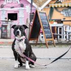 MAX & MOLLY SMART ID NYAKÖRV KUTYA M EPRES