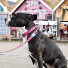 MAX & MOLLY RÖVID PÓRÁZ L MAGICAL 120CM