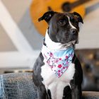 MAX & MOLLY 2in1 KENDŐ KUTYÁKNAK S CSERESZNYEVIRÁG