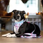 MAX & MOLLY 2in1 KENDŐ KUTYÁKNAK S CSERESZNYEVIRÁG