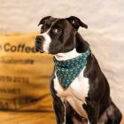 MAX & MOLLY 2in1 KENDŐ KUTYÁKNAK S KÁVÉS