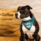 MAX & MOLLY 2in1 KENDŐ KUTYÁKNAK S KÁVÉS