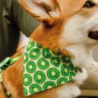 MAX & MOLLY 2in1 KENDŐ KUTYÁKNAK S KIVIS