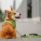 MAX & MOLLY 2in1 KENDŐ KUTYÁKNAK S KIVIS