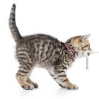 MAX & MOLLY SMART ID NYAKÖRV CICA LEOPARD PINK