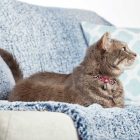 MAX & MOLLY SMART ID NYAKÖRV CICA LEOPARD PINK