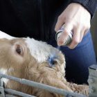 BLUE SPRAY BŐRÁPOLÓ 200ml