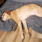 NRDOGS Kutyatakaró SZÜRKE 100X150CM