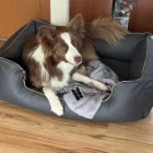 NRDOGS LUX GREY KUTYAFEKHELY AJÁNDÉK TAKARÓVAL L 90X73CM