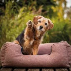 NRDOGS LUX ARTE GIRLS KUTYAFEKHELY M 72X62 CM