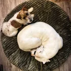 NRDOGS ZUMA KUTYAFEKHELY M 80CM ZÖLD