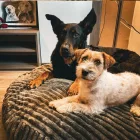 NRDOGS ZUMA KUTYAFEKHELY M 80CM ZÖLD