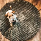 NRDOGS ZUMA KUTYAFEKHELY L 100CM BÉZS