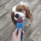 FURRY FREEZE FAGYIPOR KUTYÁKNAK  60G CÉKLA