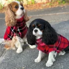 CAVLIFE TARTAN SKÓT KOCKÁS KUTYA  PULCSI XS MÉRET