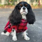 CAVLIFE TARTAN SKÓT KOCKÁS KUTYA  PULCSI XS MÉRET