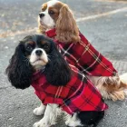 CAVLIFE TARTAN SKÓT KOCKÁS KUTYA  PULCSI XS MÉRET