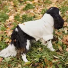 CAVLIFE KRÉM IRHA KUTYA PULCSI M MÉRET