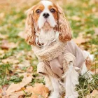 CAVLIFE BARNA IRHA KUTYA PULCSI XS MÉRET