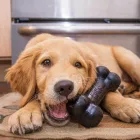 KONG Extreme Goodie Bone M