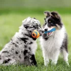 CHUCKIT ULTRA TUG  SMALL
