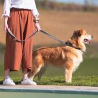 MY FAMILY HERMITAGE BŐR NYAKÖRV 49-59CM S.KÉK-KRÉM