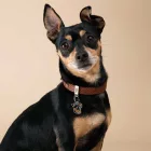 MY FAMILY MONZA NYAKÖRV BŐR 22-26CM BARNA