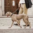 MY FAMILY MONZA NYAKÖRV BŐR 42-50CM S.KÉK