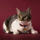 MY FAMILY RAINBOW  NAGY SZÍV