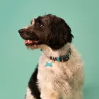 MY FAMILY HERMITAGE BŐR NYAKÖRV 30-36CM BARNA-TÜRKIZ