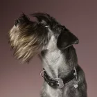 MY FAMILY FRIENDS PEPPER AND SALT SCHNAUZER