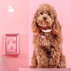 MY FAMILY BŐR NYAKÖRV SAINT TROPEZ 1,6-30CM FEHÉR