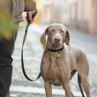 MY FAMILY ASCOT NYAKÖRV BŐR CSAVART 30-36CM FEKETE