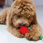 BZ VALENTIN KUTYAJÁTÉK  RÓZSA 30CM